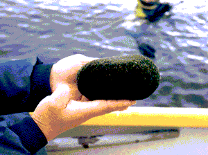 Flattened marimo