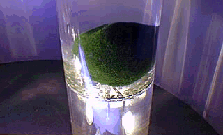 Sinking marimo.