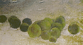 And More Marimo