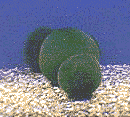 Marimo
