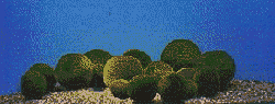 Marimo