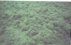 Epilithic filament colonies