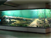 生態展示水槽